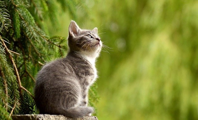 a image of a cat in a tree